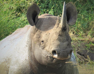 safari tours south africa